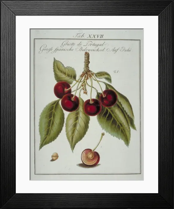 Framed Print : Prunus sp. Portuguese cherry Framed Print : Prunus sp. Portuguese cherry