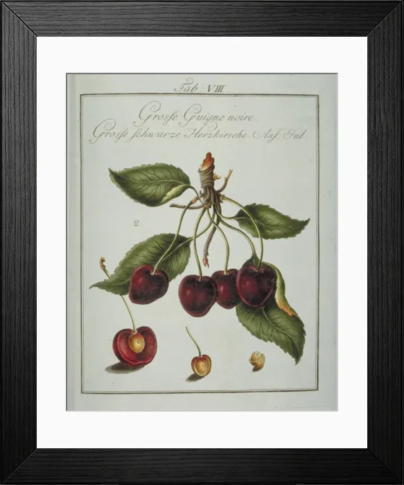 Framed Print : Prunus serotina, large black cherry Framed Print : Prunus serotina, large black cherry