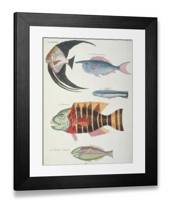 Framed Print : Colourful illustration of five fish Framed Print : Colourful illustration of five fish