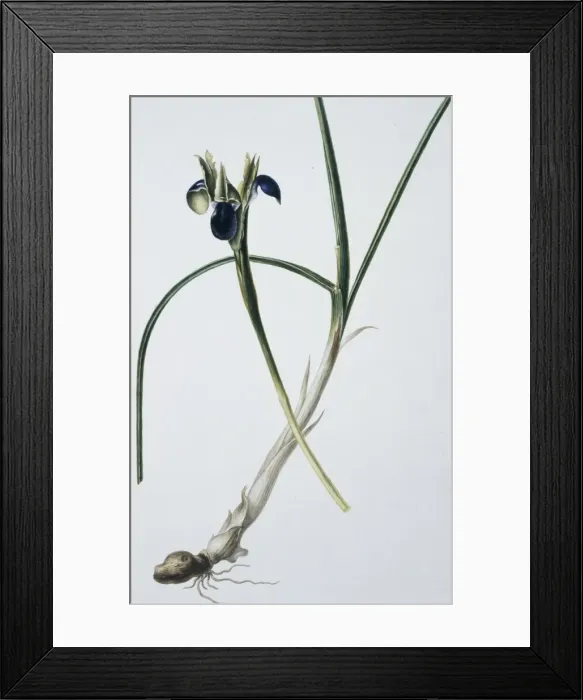 Framed Print : Flower Illustration Framed Print : Flower Illustration