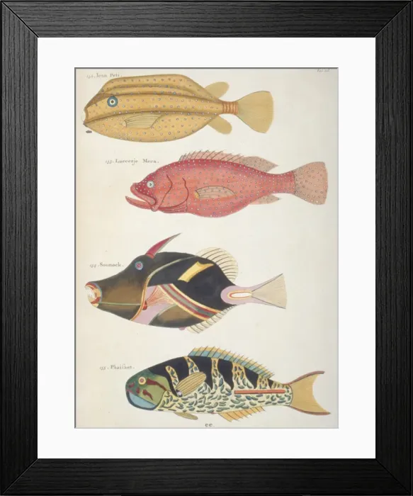 Framed Print : Colourful illustration of four fish Framed Print : Colourful illustration of four fish