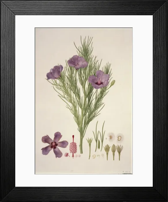 Framed Print : Alyogyne hakeifolia Framed Print : Alyogyne hakeifolia