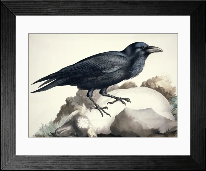 Framed Print : Corvus corax, common raven Framed Print : Corvus corax, common raven