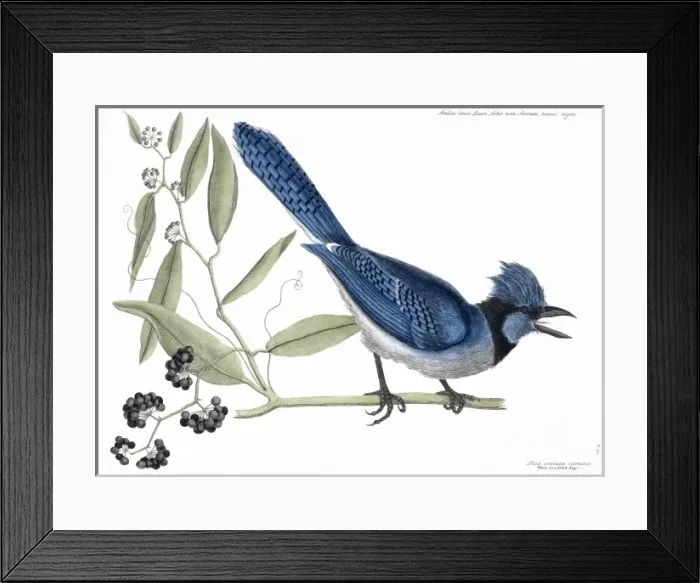 Framed Print : Cyanocitta cristata, blue jay Framed Print : Cyanocitta cristata, blue jay