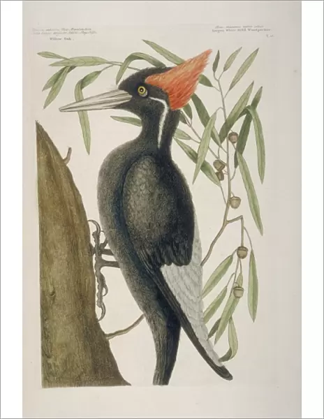 Campephilus principalis, ivory-billed woodpecker