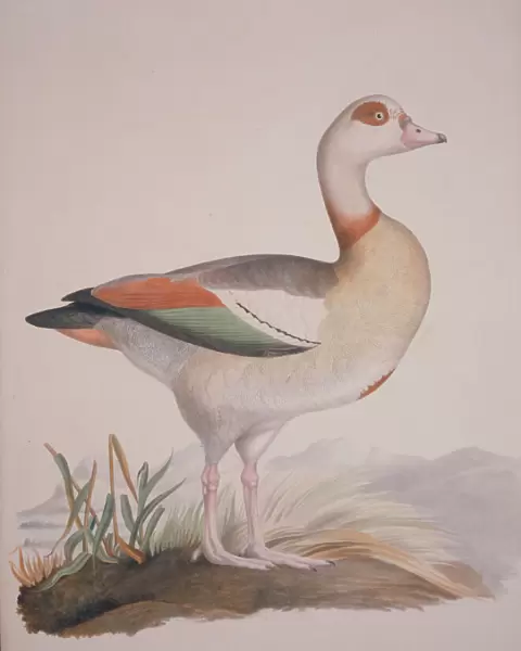 Alopochen aegyptiaca, Egyptian goose
