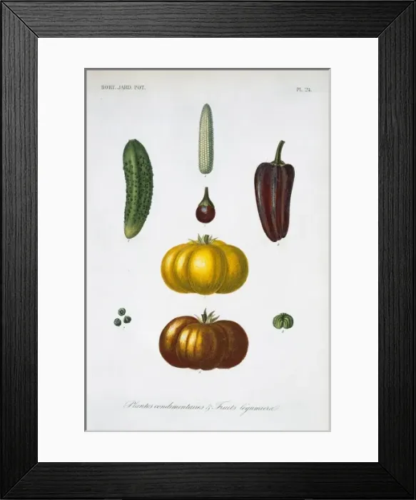 Framed Print : Plantes Condimentaires Framed Print : Plantes Condimentaires