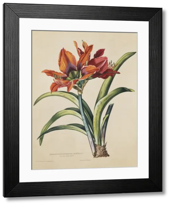 Framed Print : Amaryllis hybrida miniata, amaryllis Framed Print : Amaryllis hybrida miniata, amaryllis