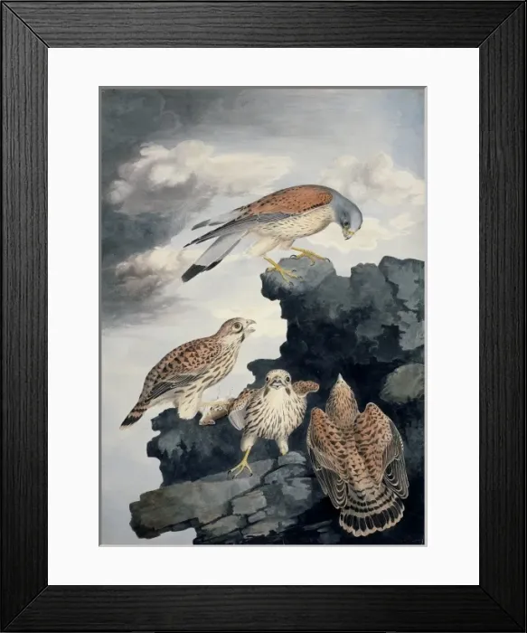 Framed Print : Falco tinnunculus, common kestrel Framed Print : Falco tinnunculus, common kestrel