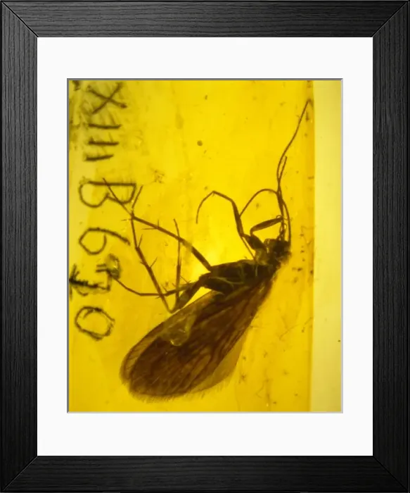Framed Print : Caddis fly in amber Framed Print : Caddis fly in amber