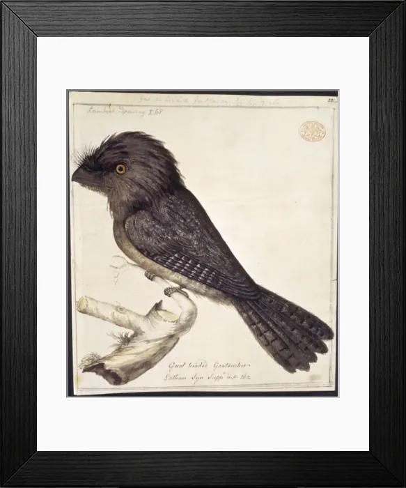Framed Print : Podargus strigoides, tawny frogmouth Framed Print : Podargus strigoides, tawny frogmouth
