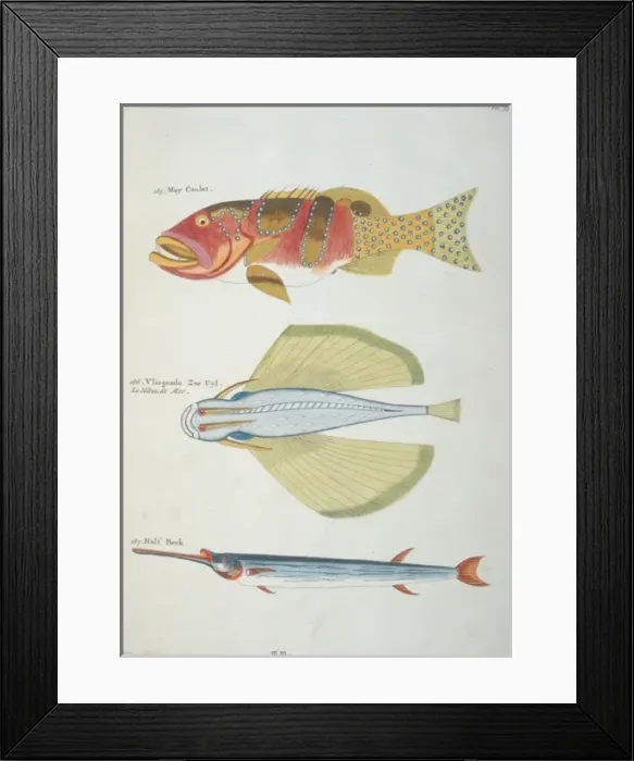 Framed Print : Colourful illustration of three fish Framed Print : Colourful illustration of three fish
