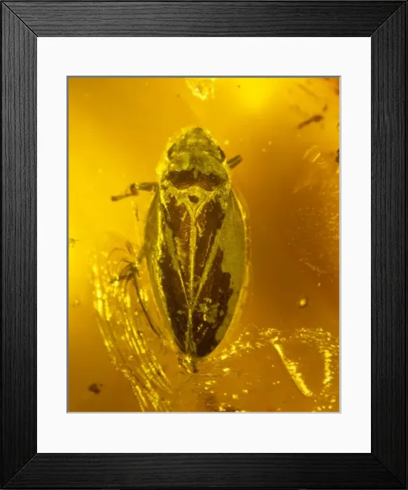 Framed Print : Froghopper in amber Framed Print : Froghopper in amber
