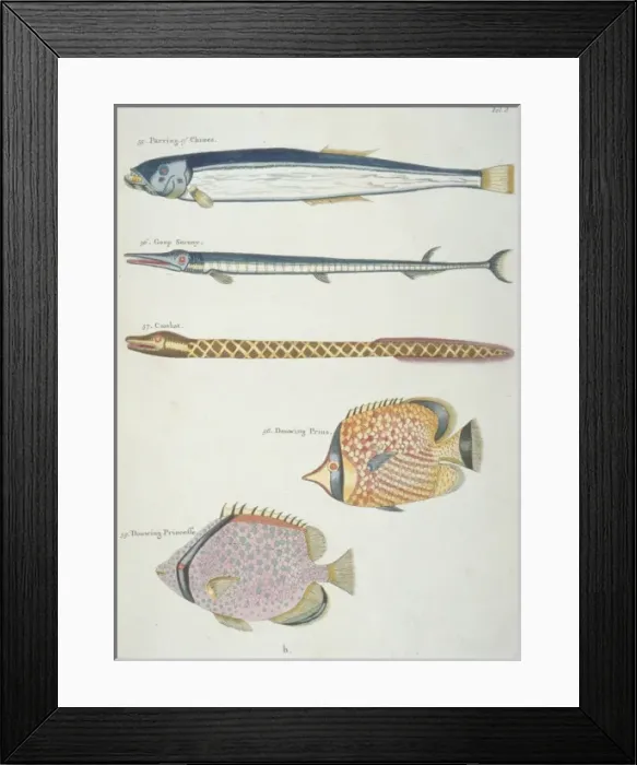 Framed Print : Colourful illustration of four fish and an eel Framed Print : Colourful illustration of four fish and an eel