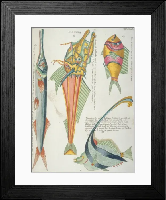 Framed Print : Colourful illustration of four fish Framed Print : Colourful illustration of four fish