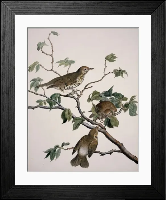 Framed Print : Turdus philomelos, song thrush Framed Print : Turdus philomelos, song thrush