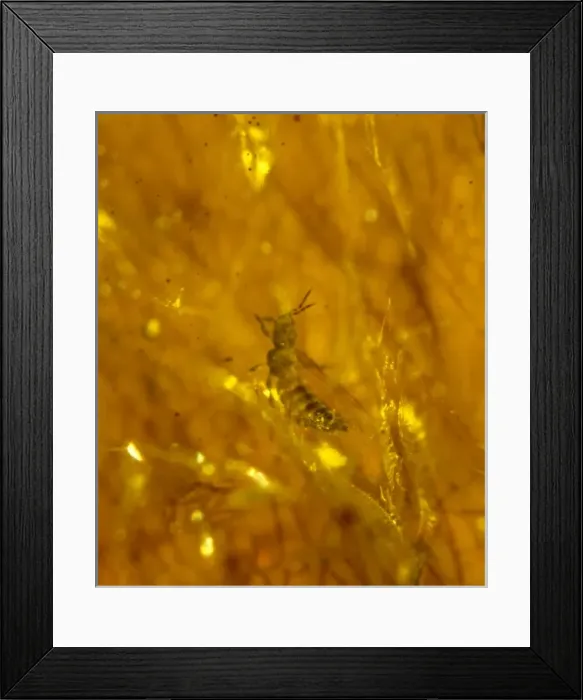 Framed Print : Thrip in amber Framed Print : Thrip in amber