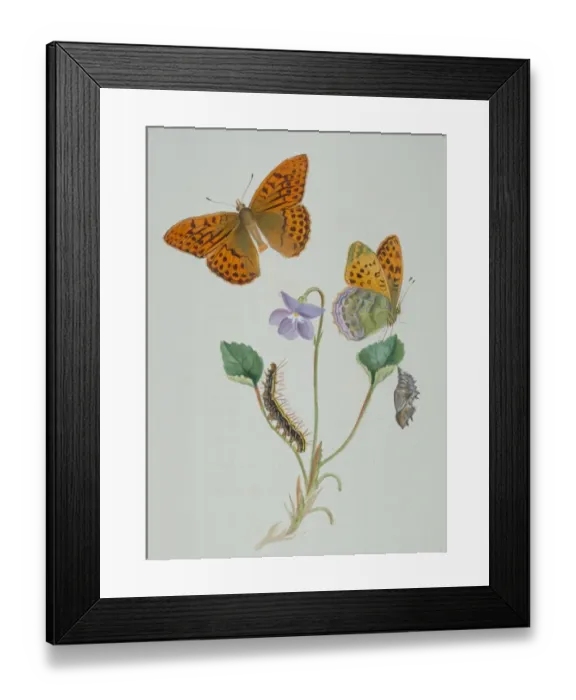 Framed Print : Argynnis paphia, silver-washed fritillary Framed Print : Argynnis paphia, silver-washed fritillary