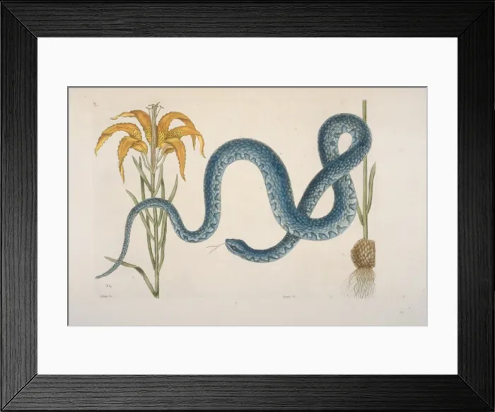 Framed Print : Farancia sp. mud snake Framed Print : Farancia sp. mud snake
