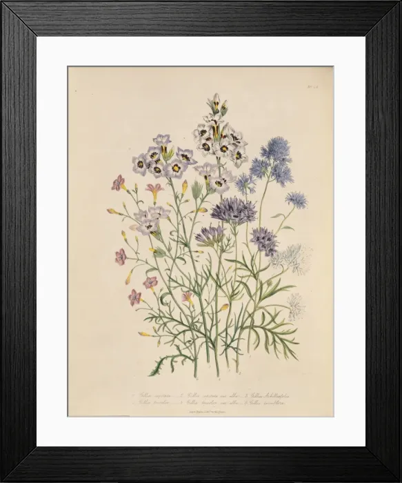 Framed Print : Gilia tenuiflora, slender-flowered gilia Framed Print : Gilia tenuiflora, slender-flowered gilia