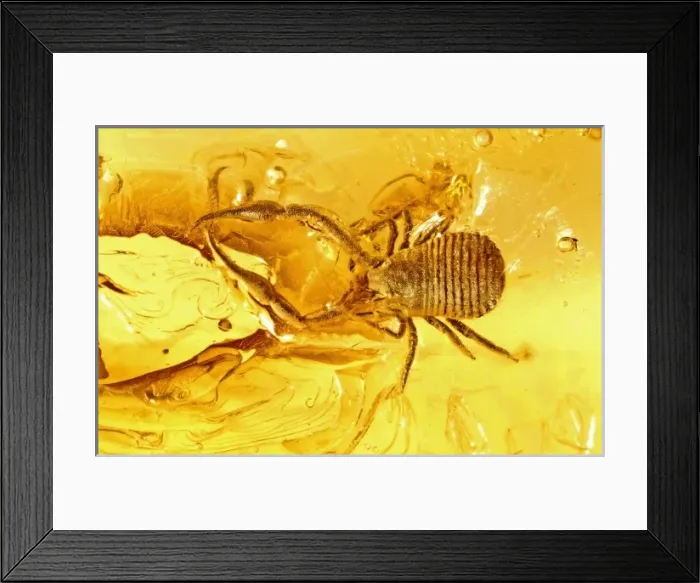 Framed Print : Pseudoscorpion in Baltic amber Framed Print : Pseudoscorpion in Baltic amber