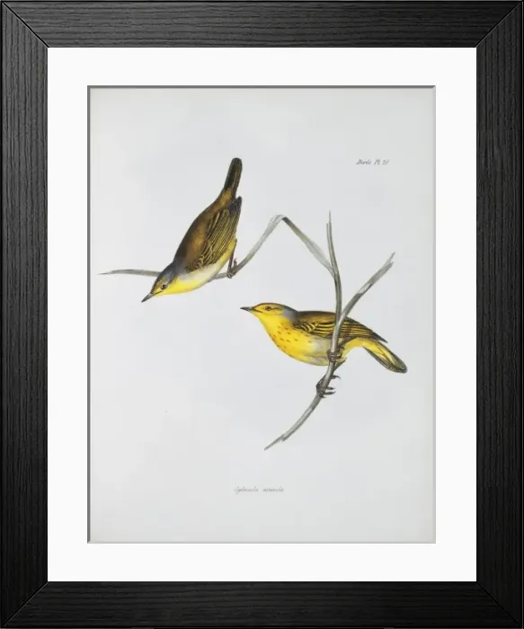 Framed Print : Dendroica petechia aureola, yellow warbler Framed Print : Dendroica petechia aureola, yellow warbler