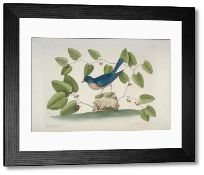 Framed Print : Sialia sialis, eastern bluebird Framed Print : Sialia sialis, eastern bluebird