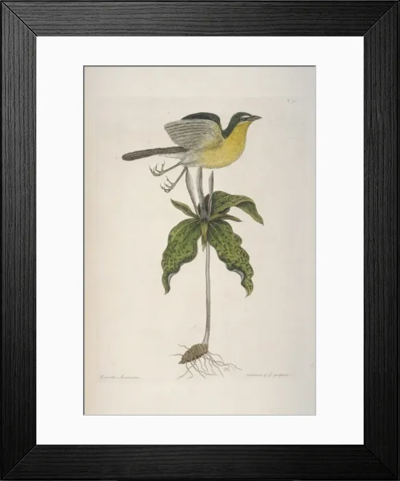 Framed Print : Icteria virens, yellow-breasted Chat Framed Print : Icteria virens, yellow-breasted Chat
