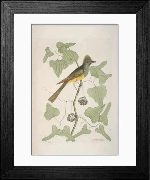 Framed Print : Myiarchus crinitus, great crested flycatcher Framed Print : Myiarchus crinitus, great crested flycatcher