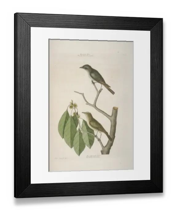 Framed Print : Sayornis phoebe, eastern phoebe, Vireo olivaceus, red-eyed v Framed Print : Sayornis phoebe, eastern phoebe, Vireo olivaceus, red-eyed v