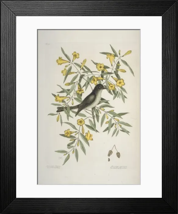 Framed Print : Empidonax atriceps, black-capped flycatcher Framed Print : Empidonax atriceps, black-capped flycatcher