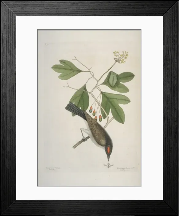 Framed Print : Tyrannus tyrannus, eastern kingbird Framed Print : Tyrannus tyrannus, eastern kingbird