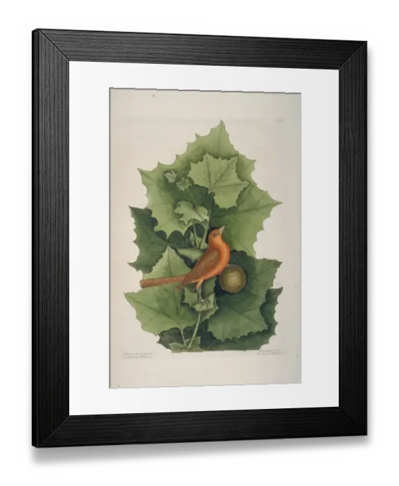 Framed Print : Piranga rubra, summer tanager Framed Print : Piranga rubra, summer tanager