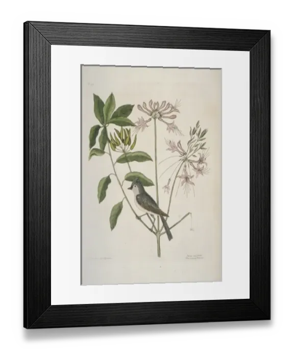 Framed Print : Parus bicolor, tufted titmouse Framed Print : Parus bicolor, tufted titmouse