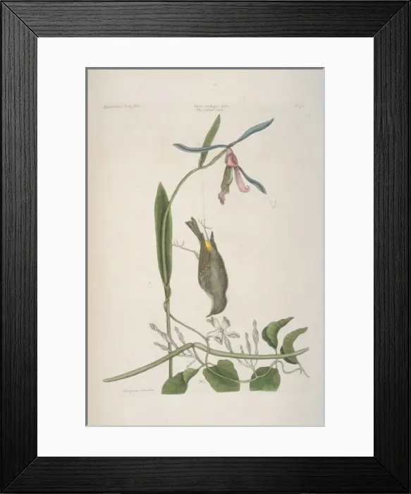 Framed Print : Dendroica coronata, yellow-rumped warbler Framed Print : Dendroica coronata, yellow-rumped warbler