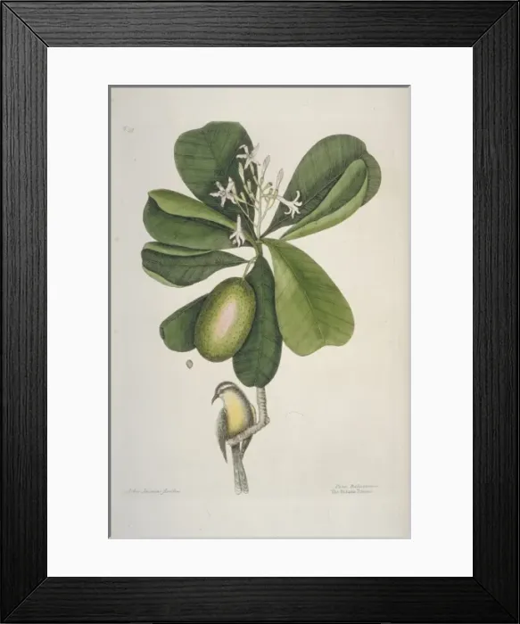 Framed Print : Coereba flaveola bahamensis, bananaquit Framed Print : Coereba flaveola bahamensis, bananaquit
