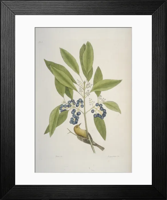 Framed Print : Dendroica pinus, pine warbler Framed Print : Dendroica pinus, pine warbler