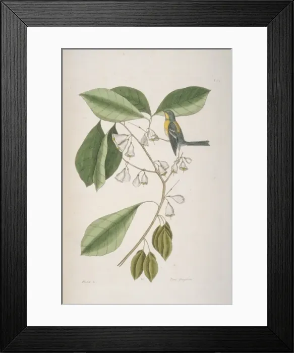 Framed Print : Parula americana, northern parula Framed Print : Parula americana, northern parula