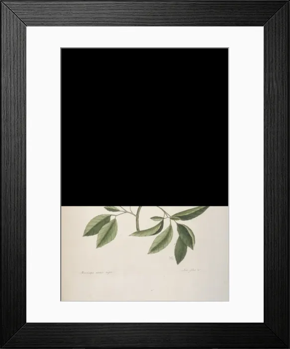 Framed Print : Dumetella carolinensis, gray catbird Framed Print : Dumetella carolinensis, gray catbird