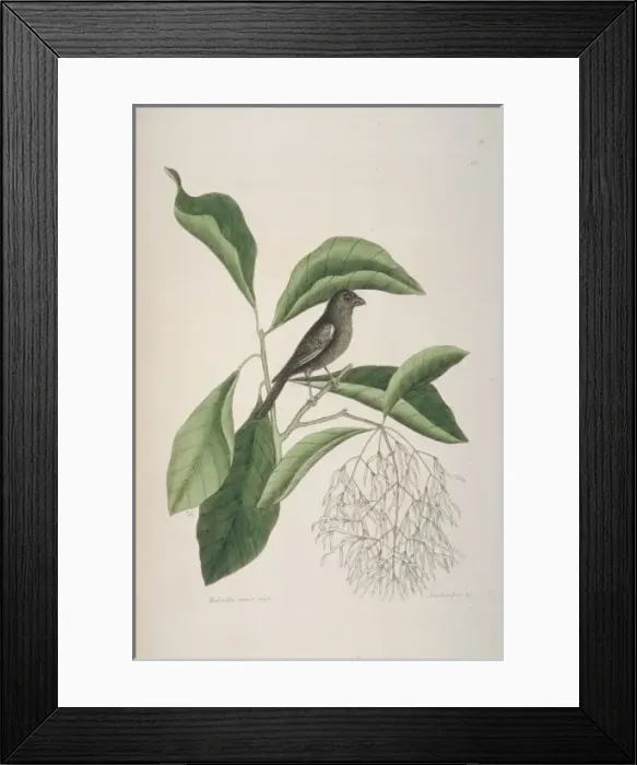 Framed Print : Myrmecocichla nigra, sooty chat Framed Print : Myrmecocichla nigra, sooty chat