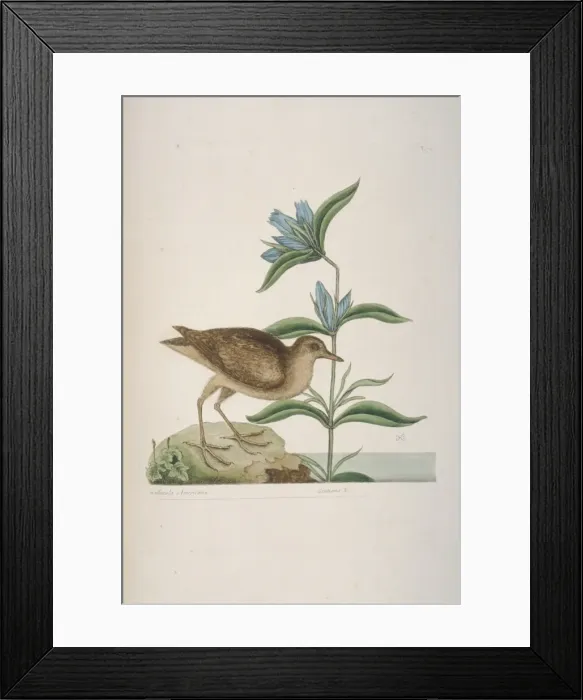Framed Print : Rallus limicola, Virginian rail Framed Print : Rallus limicola, Virginian rail