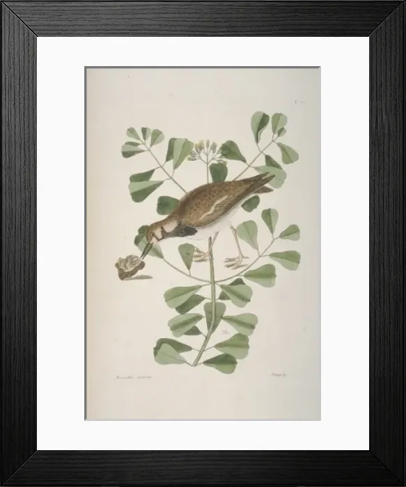 Framed Print : Arenaria interpres, ruddy turnstone Framed Print : Arenaria interpres, ruddy turnstone