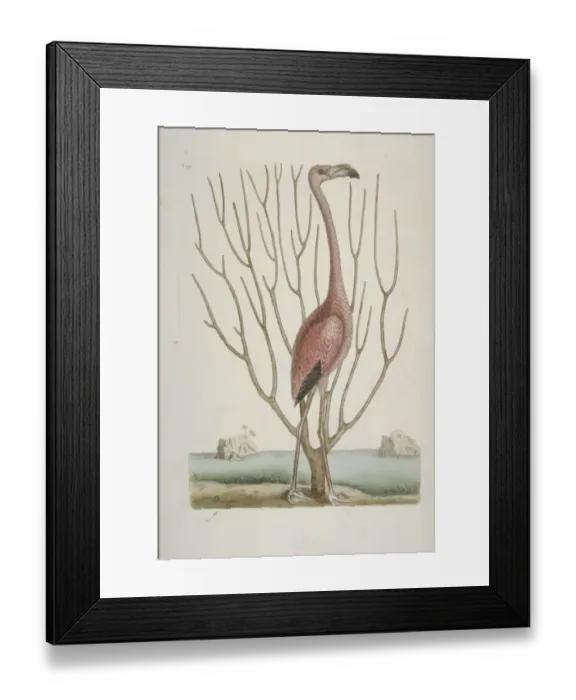 Framed Print : Phoenicopterus ruber, greater flamingo Framed Print : Phoenicopterus ruber, greater flamingo