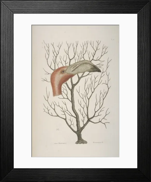 Framed Print : Phoenicopterus ruber, greater flamingo Framed Print : Phoenicopterus ruber, greater flamingo