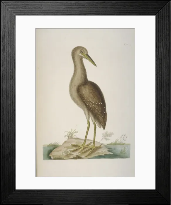 Framed Print : Nyctanassa violacea, yellow-crowned night heron Framed Print : Nyctanassa violacea, yellow-crowned night heron