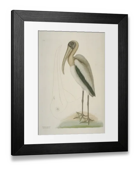 Framed Print : Mycteria americana, wood stork Framed Print : Mycteria americana, wood stork