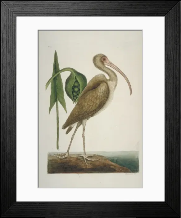 Framed Print : Eudocimus albus, white ibis Framed Print : Eudocimus albus, white ibis