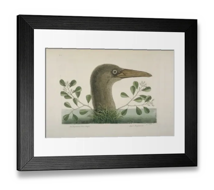 Framed Print : Sula leucogaster, brown booby Framed Print : Sula leucogaster, brown booby