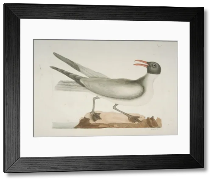 Framed Print : Larus atricilla, laughing gull Framed Print : Larus atricilla, laughing gull