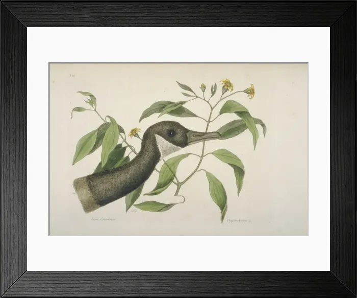 Framed Print : Branta canadensis, Canada goose (detail of head) Framed Print : Branta canadensis, Canada goose (detail of head)